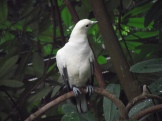 Bird Park 2018: green imperial pigeon