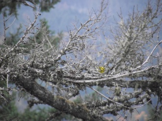 Spencer Butte 2019: townsend warbler