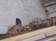 Harlev 2021: blackbirds nesting around